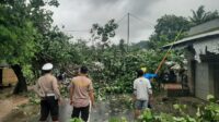 Pohon Tumbang Blokade Jalan Raya Sekotong, Polisi Gerak Cepat!