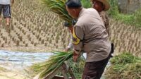 Bhabinkamtibmas Merembu Edukasi Warga Soal Ketahanan Pangan