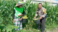 Bhabinkamtibmas Desa Bagik Polak Barat Ajak Petani Jagung Maju, Dukung Ketahanan Pangan