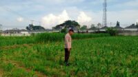Dukung Ketahanan Pangan, Polsek Labuapi Sambangi Petani Jagung di Karang Bongkot