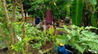 Ketahanan Pangan: Polisi Bantu Warga Optimalkan Pekarangan Rumah