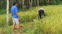 Polisi Kawal Panen Petani Desa Taman Baru Sekotong (2) Sinergi Polisi-Petani: Lombok Barat Siap Hadapi Ramadan