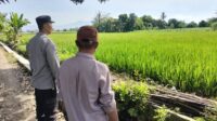 Polisi Turun ke Sawah! Bhabinkamtibmas Dukung Petani di Labuapi