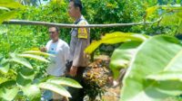 Polsek Labuapi Dukung Warga Manfaatkan Pekarangan Jadi Sumber Pangan (2) Pekarangan Jadi Sumber Pangan, Kapolsek Labuapi Beri Dukungan Warga