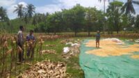 Sinergi Polri dan Petani di Lombok Barat Bhabinkamtibmas Kawal Panen Jagung Demi Ketahanan Pangan (2) Bhabinkamtibmas Hadir di Ladang Jagung, Petani Merasa Didukung