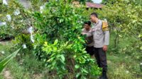 Bukan Sekadar Jaga Desa, Polisi Ini Jadi Penggerak Ketahanan Pangan