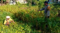Bhabinkamtibmas Karang Bongkot Turun ke Sawah, Dukung Petani Maju!