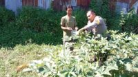 Lombok Barat Bergerak: Sinergi Polisi dan Petani Wujudkan Ketahanan Pangan