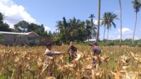 Bhabinkamtibmas Kuripan Timur Dampingi Petani Panen Jagung Hibrida, Wujudkan Ketahanan Pangan (2) Sinergi Polri dan Petani: Bhabinkamtibmas Desa Kuripan Timur Bantu Panen Jagung Hibrida