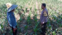 Bhabinkamtibmas Labuapi Dampingi Petani, Gencarkan Program Ketahanan Pangan di Bagik Polak Barat