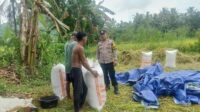 Bhabinkamtibmas Sekotong Kawal Panen Padi, Perkuat Ketahanan Pangan di Lombok Barat
