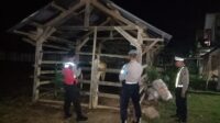 Patroli Malam Polsek Sekotong Sasar Kandang Ternak, Cegah Curat dan Ciptakan Rasa Aman (2) Tingkatkan Keamanan, Polsek Sekotong Fokus Patroli Kandang Ternak