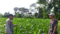 Bhabinkamtibmas Jagaraga dan Petugas PPL Cek Langsung Kondisi Pertanian Jagung di Kuripan (4) Bhabinkamtibmas Jagaraga dan Petugas PPL Cek Langsung Kondisi Pertanian Jagung di Kuripan