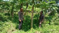 Sinergi Warga dan Polisi Gerakkan Pertanian Rumah Tangga