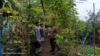 Optimalkan Lahan, Kuatkan Ketahanan Pangan Bhabinkamtibmas Kuripan Utara Gaet Pemuda (2) Peran Aktif Polisi dan Pemuda dalam Wujudkan Ketahanan Pangan Lokal