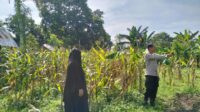 Polres Lombok Barat Dorong Produktivitas Jagung Lewat Pendampingan Petani