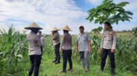 Polisi dan Petani Bersinergi: Kawal Panen Jagung Lombok Barat