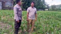 Polri Dekatkan Diri dengan Warga, Gaungkan Ketahanan Pangan di Lombok Barat (3) Ketahanan Pangan Jadi Misi Polsek Kuripan Bangun Silaturahmi