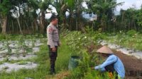 Optimalisasi Lahan untuk Ketahanan Pangan: Langkah Nyata Polri di Lombok Barat