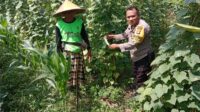 Polsek Labuapi Dukung Ketahanan Pangan, Bhabinkamtibmas Ajak Warga Manfaatkan Lahan Kosong (2) Polsek Labuapi Dukung Ketahanan Pangan, Bhabinkamtibmas Ajak Warga Manfaatkan Lahan Kosong
