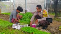 Tingkatkan Ketahanan Pangan, Polsek Kuripan Gencarkan Sosialisasi Pemanfaatan Lahan Produktif (2) Strategi Polres Lombok Barat Tingkatkan Kemandirian Pangan Masyarakat Desa