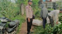 Bhabinkamtibmas Dampingi Panen Jagung di Ombe Baru Dukung Swasembada Pangan
