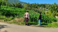 Bhabinkamtibmas Dampingi Petani Jagung di Mareje Timur, Lembar