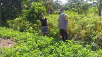 Ketahanan Pangan Desa Jagaraga Diperkuat Lewat Pendampingan Polri
