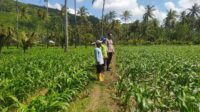 Dari Sekotong untuk Indonesia Budidaya Jagung Perkuat Pangan