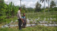 Dukung Ketahanan Pangan, Polri Aktif di Desa Batu Putih