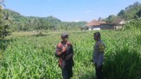 Dukung Swasembada, Polri Sapa Petani Jagung Sekotong Timur