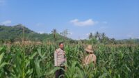 Kunjungan Humanis Bhabinkamtibmas ke Petani Jagung di Sekotong Timur