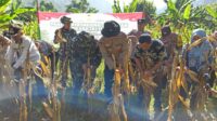 Panen Raya Jagung Serentak di Batulayar, Langkah Nyata Wujudkan Swasembada Pangan 2025 (5) Panen Raya Jagung Serentak di Batulayar, Langkah Nyata Wujudkan Swasembada Pangan 2025 (5)