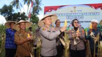 Panen Raya Jagung Serentak di Lombok Barat, Sinergi Polri dan Masyarakat Dukung Swasembada Pangan 2025 (2) Dukungan Penuh Polri dan Pemda dalam Panen Raya Jagung NTB