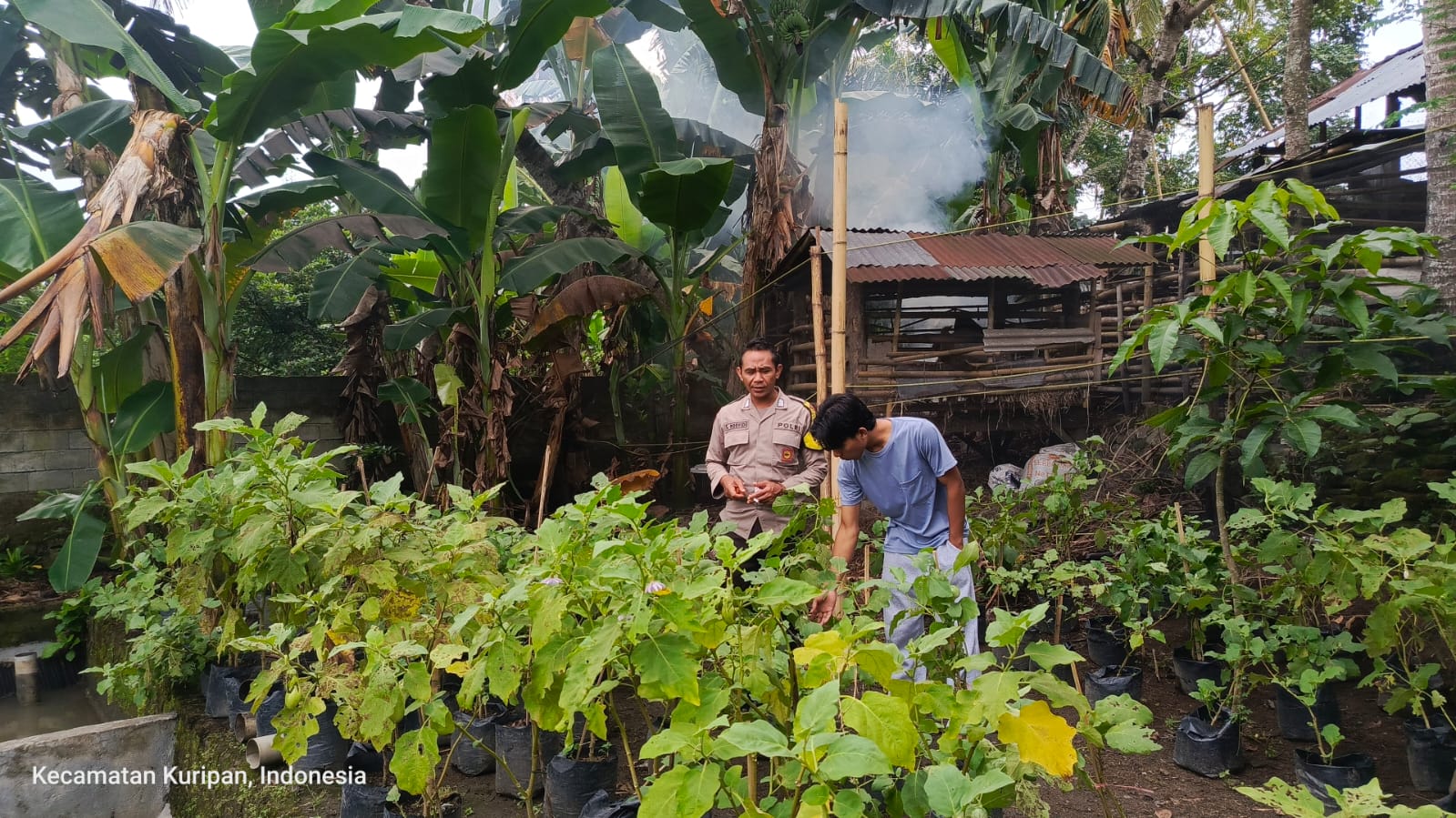Pemuda Pesongoran Bergerak Wujudkan Kemandirian Pangan