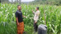 Polri Hadir di Ladang Jagung Sekotong, Dorong Stabilitas Pangan