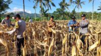Polsek Gerung Aktif Dukung Rantai Pasok Pertanian