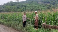 Polsek Lembar Dorong Produktivitas Jagung di Lombok Barat