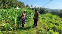 Sinergi Polri-Petani, Pengecekan Lahan Jagung di Mareje Timur