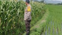 WhatsApp Image 2025-06-04 at 00.06.45 Mitra Tani: Peran Polisi dalam Mewujudkan Pangan Mandiri