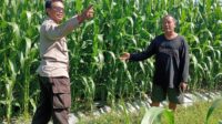Polsek Lembar Dampingi Petani Jagung di Gunung Gundil