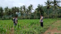 Bhabinkamtibmas di Gerung Dukung Petani Jagung di Giri Tembesi