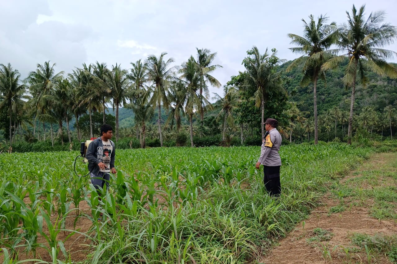 Bhabinkamtibmas di Gerung Dukung Petani Jagung di Giri Tembesi