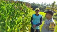 pertanian, polisi, jagung, Mareje, Lembar, pangan, petani, desa, keamanan, panen