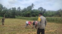 Bhabinkamtibmas Banyumulek Dampingi Petani Jagung, Dukung Ketahanan Pangan (2) Ketahanan Pangan Banyumulek: Polisi Aktif Dampingi Petani Jagung