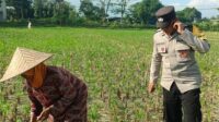 Bhabinkamtibmas Desa Babussalam Dampingi Petani Jagung di Lemukek Daya (2) Polsek Gerung Perkuat Ketahanan Pangan Lewat Pendampingan Petani di Babussalam