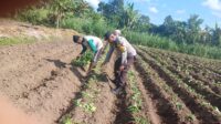 Bhabinkamtibmas Dorong Ketahanan Pangan Keluarga di Giri Tembesi, Lombok Barat (2)