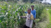 Bhabinkamtibmas Montong Are Dorong Ketahanan Pangan Melalui Pendataan Petani Jagung