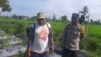 Bhabinkamtibmas Montong Are Dorong Swasembada Pangan di Kediri Lombok Barat
