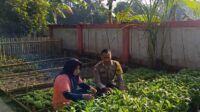 KWT Dusun Pemangket Ubah Pekarangan Jadi Kebun Sayur Produktif di Kuripan Utara